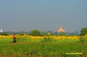 Bagan