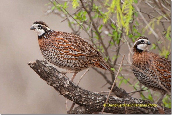 Bobwhite are not only shy, but they normally don't like to leave the ground. But this branch overhanging the clearing at one of the morning blinds made a perfect ramp for them to climb to survey the scene and serve as lookouts for their covey.