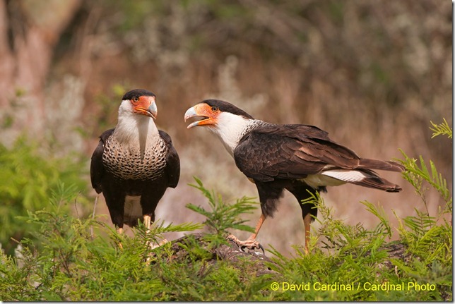 Bi_Caracara_0650