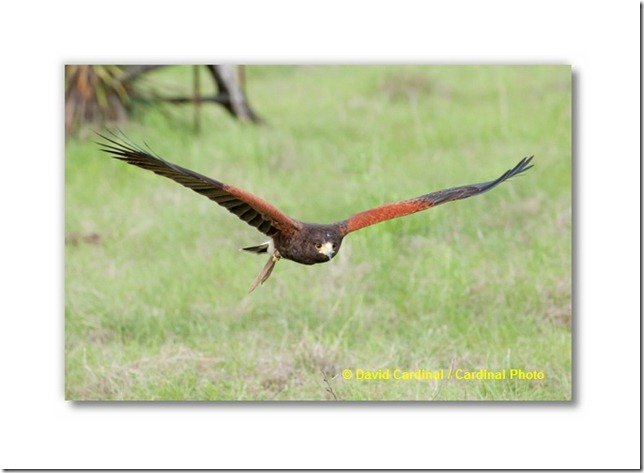 Bi_HarrisHawk_0869