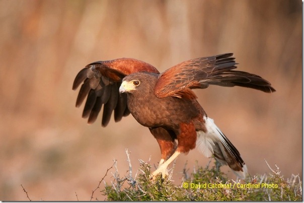 Harris Hawk -- Not an easy bird to find north of the Rio Grande, and hard to photograph except from a controlled situation like a raptor blind