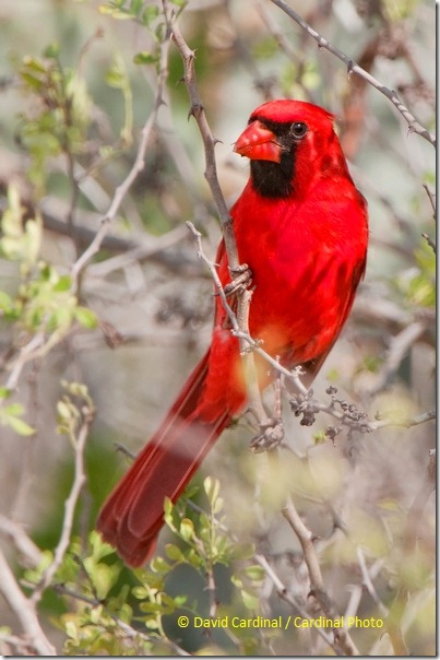 With a name like mine I have to love photographing Northern Cardinals like this male. One of the few drawbacks of living in the San Francisco Bay area is that we don't get them here so I always look forward to photographing them on our Texas trips.