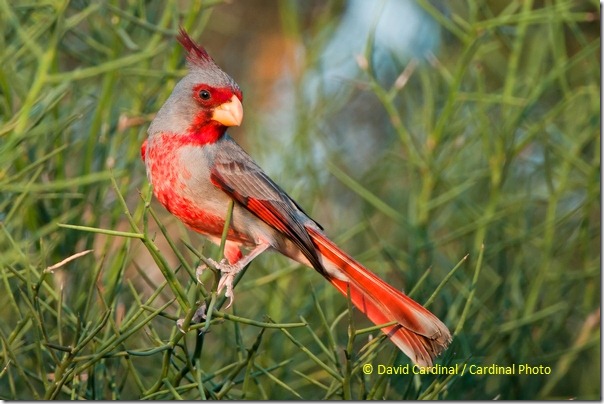 Pyrrhuloxia