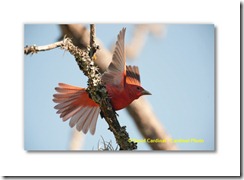 Bi_SummerTanager_0036orig