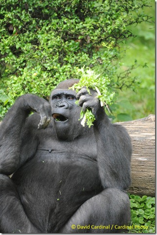 Male Gorilla having lunch. Taken during the B&H photo walk, taken with Sigma 50-500mm lens and Nikon D700 by David Cardinal