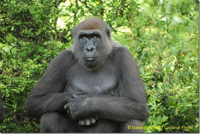 Male Gorilla through glass at full zoom taken during the B&H photo walk, taken with Sigma 50-500mm lens and Nikon D700 by David Cardinal