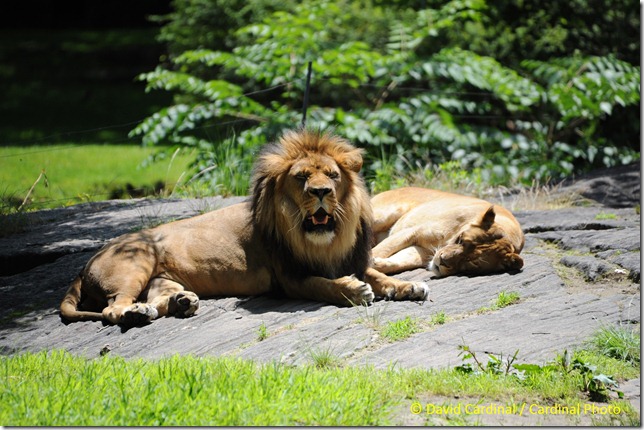 Lions resting, unfortunately in front of a fence. Taken during the B&H photo walk, taken with Sigma 50-500mm lens and Nikon D700 by David Cardinal