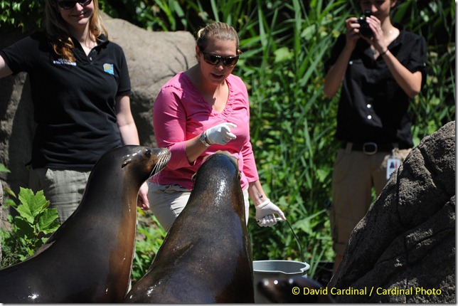 Sea Lion feeding at the Bronx Zoo from across the pool during the B&H photo walk, taken with Sigma 50-500mm lens and Nikon D700 by David Cardinal