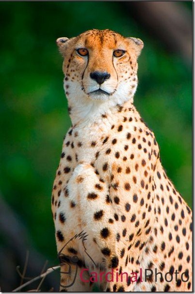 Cheetah from our recent Africa Photo Safari