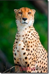 Cheetah_Watermarked