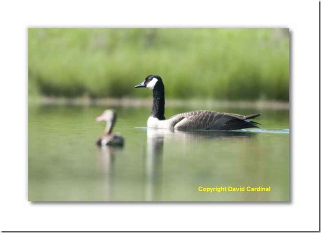 South Texas Birds