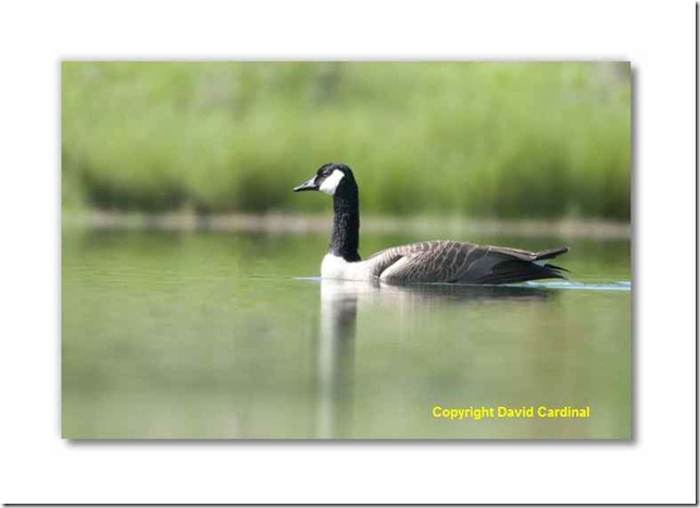 South Texas Birds