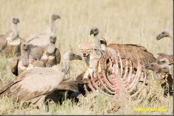As we approached the Vultures cleared away briefly and we could see a very stubborn Jackal snarling to keep them at bay while he grabbed chunks of meat As we approached the Vultures cleared away briefly and we could see a very stubborn Jackal snarling to keep them at bay while he grabbed chunks of meat
