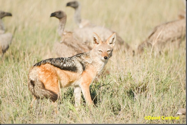 Finally, we got a great "portrait" shot of the Jackal to cap off our exciting bit of action