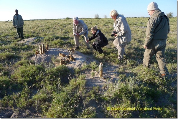 A small camera earns it cost quickly by helping capture candids. Sure I had my Nikon D700 on a tripod photographing these Meerkats, but having the LX5 in my cargo pocket let me quickly grab some great shots of the group like this one.