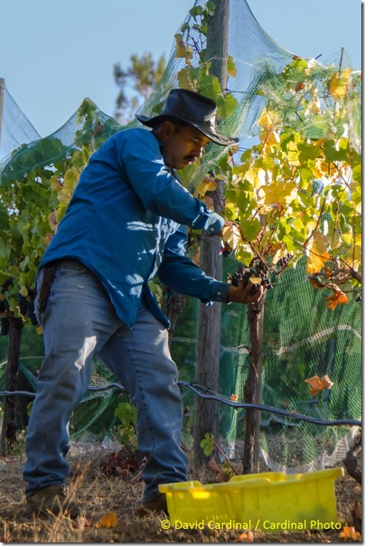 Ev_GrapePicking_0014