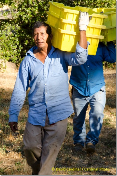 Ev_GrapePicking_0071