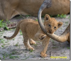 Ma_LionCubs_0441