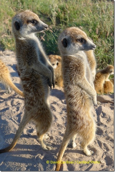 Who says you can't photograph wildlife with a point and shoot? I snagged this closeup JPEG of Meerkats with the LX5 point and shoot.