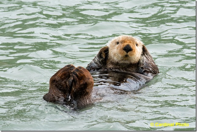 Ma_SeaOtter_1797