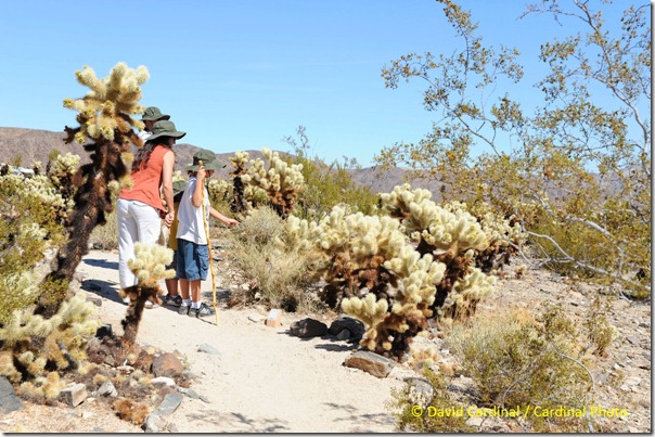 Pl_JoshuaTreeNP_0046