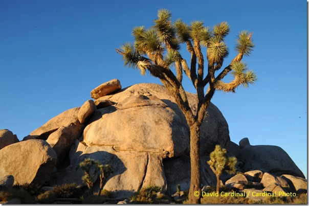 Pl_JoshuaTreeNP_0348