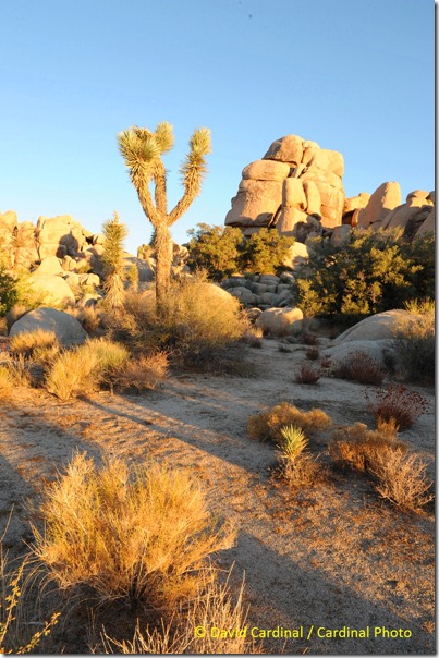 Pl_JoshuaTreeNP_0392