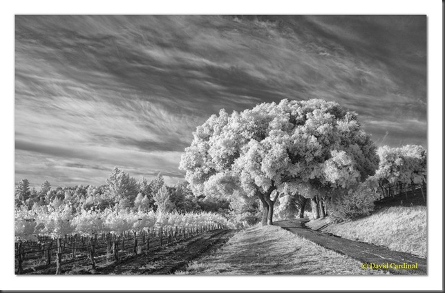 Pl_PV-Vineyard_0213c-1