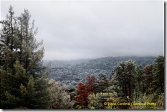 Russian Ridge View in Fog with IR Layer Overlay