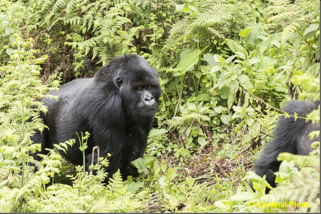 This Silverback came past close enough to touch several of us. Their shoulders and arms are really massive up close!