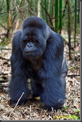 This Silverback was off to discipline a younger version of himself, and thought nothing of moving right past where I was standing (Nikon D810 with 50mm f/1.8 lens)