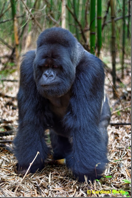 This Silverback was off to discipline a younger version of himself, and thought nothing of moving right past where I was standing (Nikon D810 with 50mm f/1.8 lens)