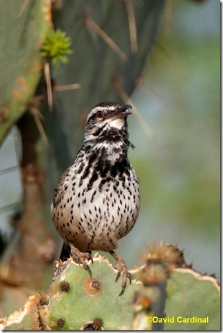 The environment of this Cactus Wren singing at a blind at Dos Venadas which features a large, native Prickly Pear Cactus would be hard to recreate from scratch as part of a "bird studio." That doesn't mean that some judicious pruning or shaping isn't in order.
