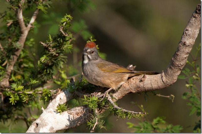 Green-tailed Towhees are notoriously shy, so it was really exciting when this one jumped up to a nearby bush to pose for us. If we'd cleared the area, we might never have gotten the shot.