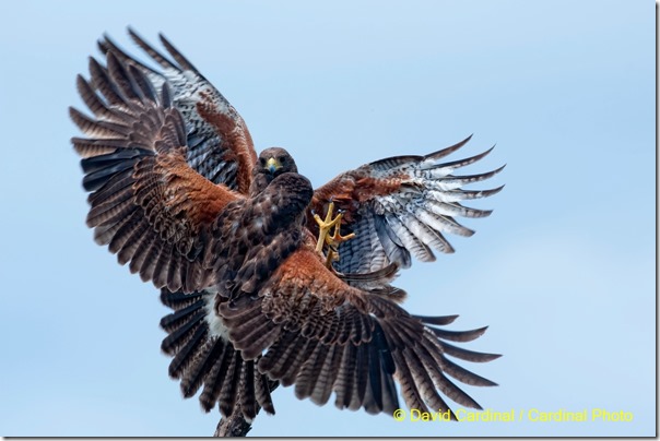 bi_harrishawk_0370