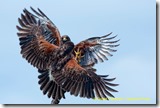 bi_harrishawk_0370