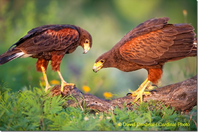 Large raptors like these Crested Caracara aren't going to accommodate the use of small perches, so even an attempt to create a "studio" situation for them requires careful placement of snags and logs like this one behind existing foliage to create a natural scene.