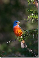 This Painted Bunting was photographed in a native tree in South Texas. Certainly we could have set up a large limb as a perch after cutting it off a nearby tree, but there is something satisfying about taking photos of birds and other animals in natural, living surroundings.