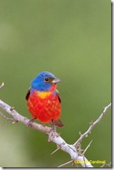 This Painted Bunting was photographed at one of the "studio" style blinds at the excellent Santa Clara Ranch. The perch is a natural branch, but attached to a piece of rebar with twist ties. Since we picked it out it is well sized for a small bird.