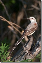 It would have been hard to get this image of a Scissor-tail Flycatcher on a log perch surrounded by brush in a "studio" blind. You can either see the large size of the snag, the foliage in the corner, and the background branches as distracting or treat them as part of the bird's environment.