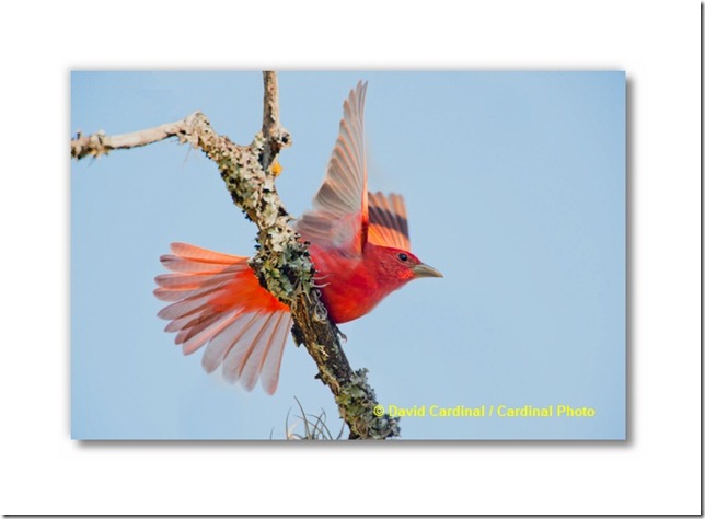 bi_summertanager_0036