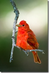 This Summer Tanager was photographed in a tree along the Guadalupe River, without using a blind or artificial perch of any type.