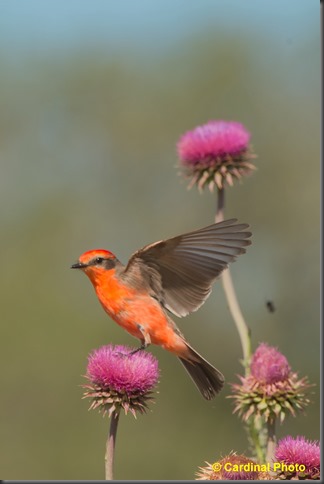 bi_vermillionflycatcher_0799