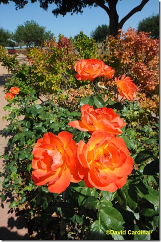 Original image of orange roses from the Texas Hill Country near Fredericksburg
