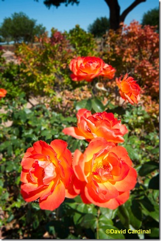 Finished image of Orange Roses after Iris Blur applied