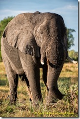 African Elephant from our recent photo safari