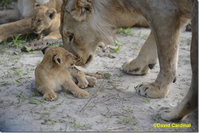 ma_lioncubs_0382