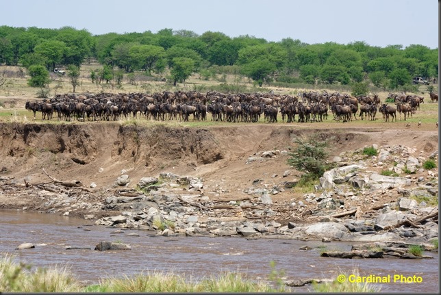 ma_wildebeestcrossing_0023_dxo