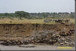 ma_wildebeestcrossing_0513_dxo