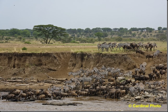 ma_wildebeestcrossing_0513_dxo